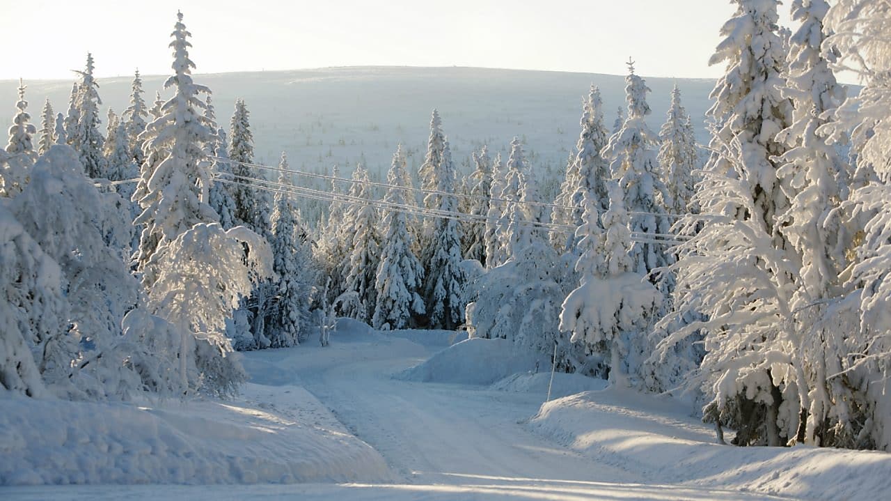 Paisaje de ruta forestal en invierno