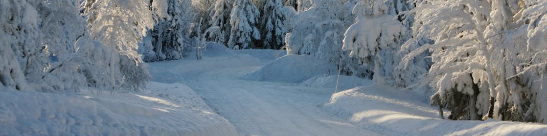 Paisaje de ruta forestal en invierno
