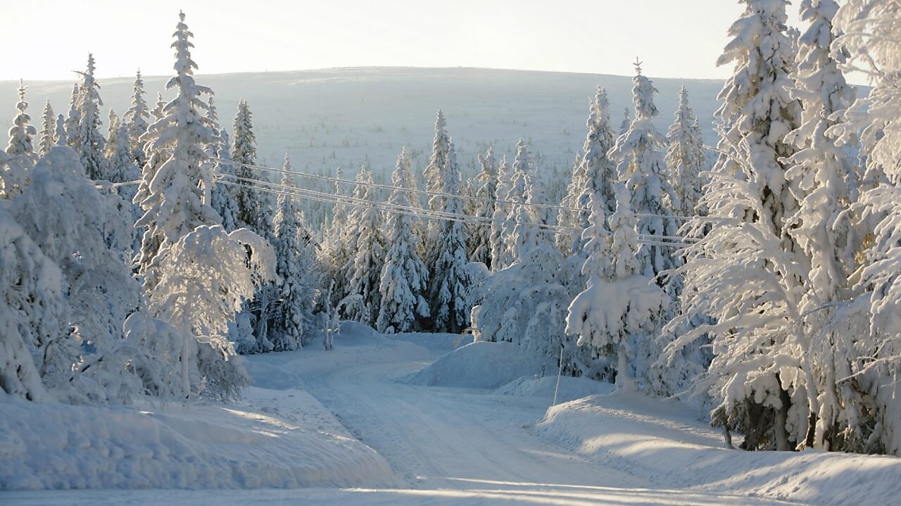 Paisaje de ruta forestal en invierno
