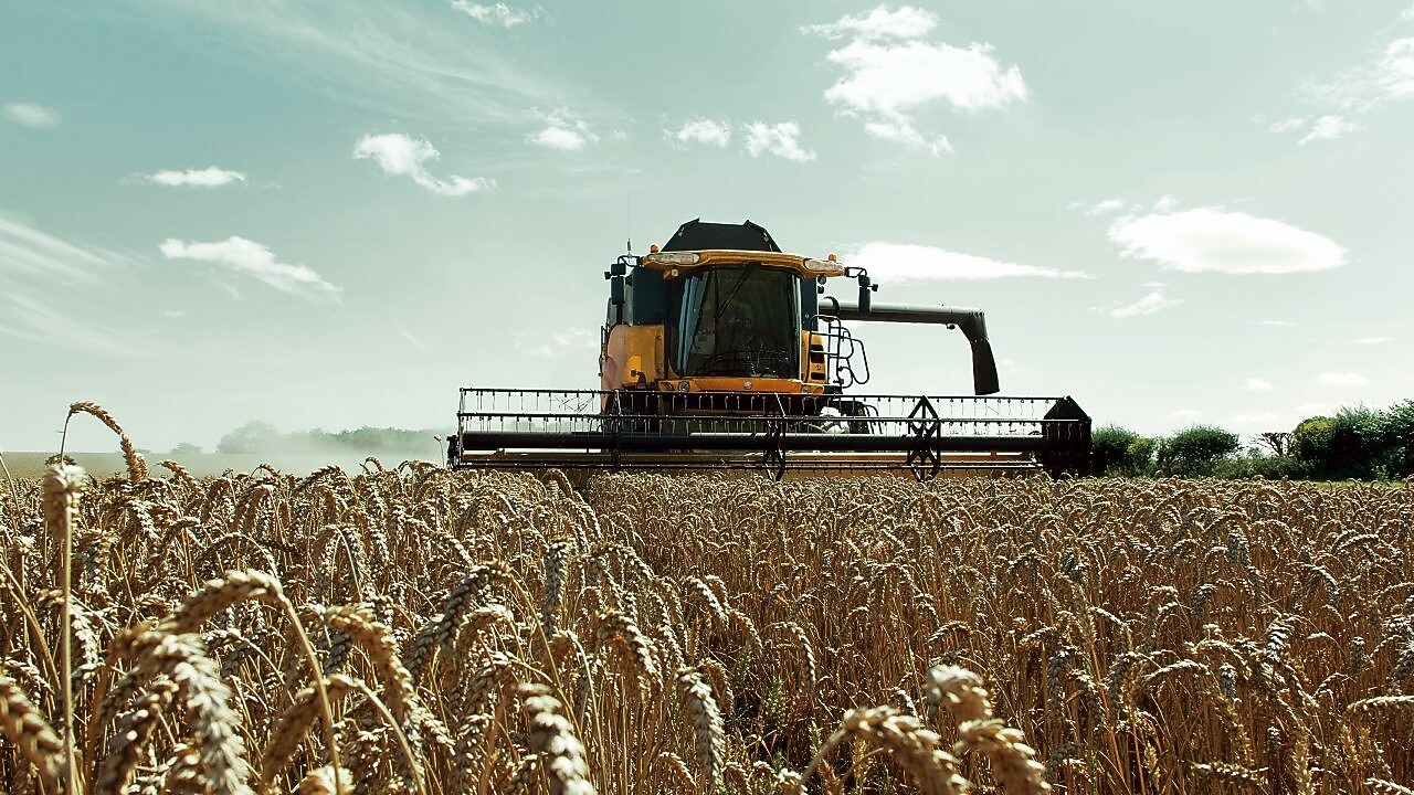 Una cosechadora amarilla en un campo de trigo